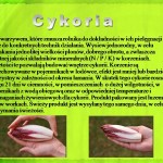 Cykoria (5)