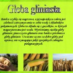 Cykoria (9)